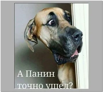 Куда девалась собака