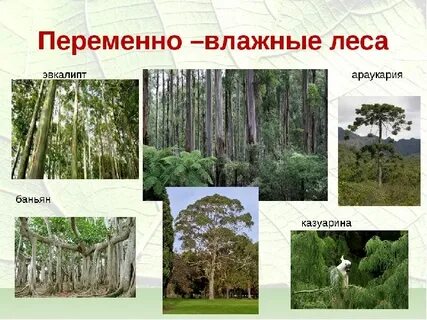 Природные зоны переменно влажные леса