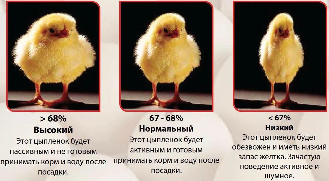 С какого возраста цыплят. Периоды инкубации бройлеров Росс 308. Взросление цыплят. Цыплята кур.