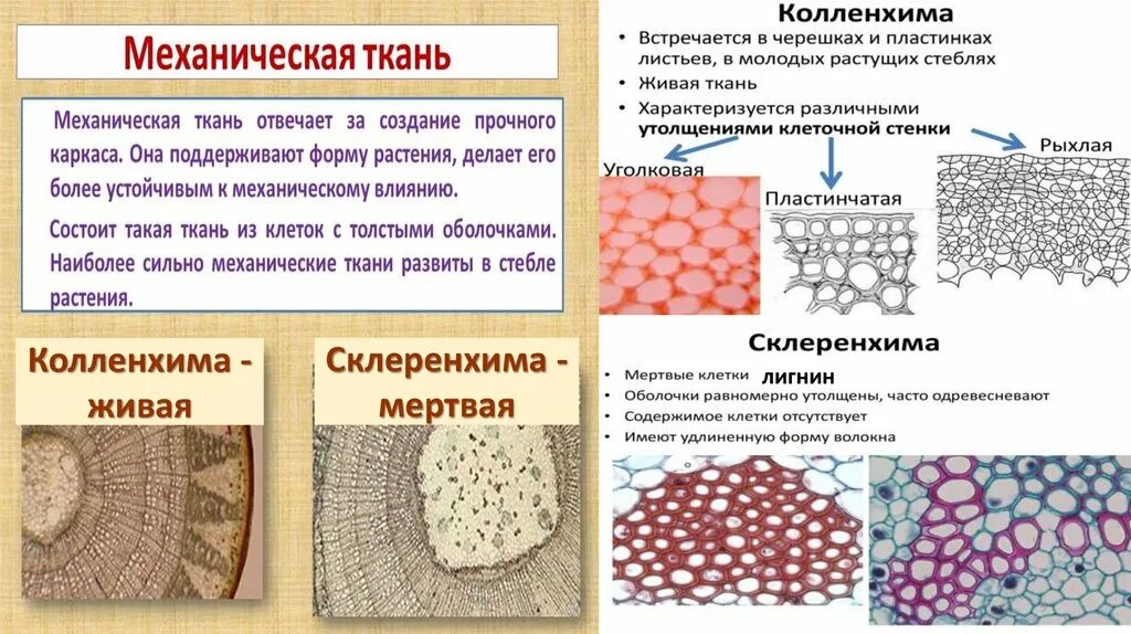 Сильно развиты механические ткани листа