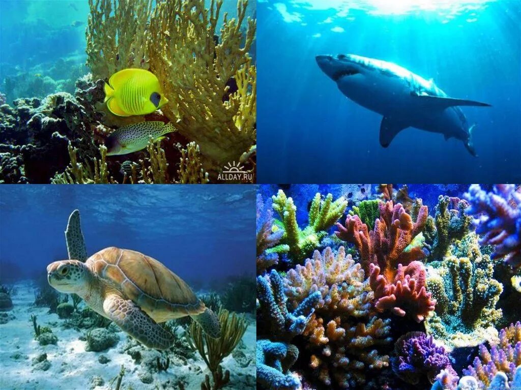 Разнообразие водных организмов. Водная среда обитания. Водная среда животных. Живые обитатели водной среды. Водная среда жизни.