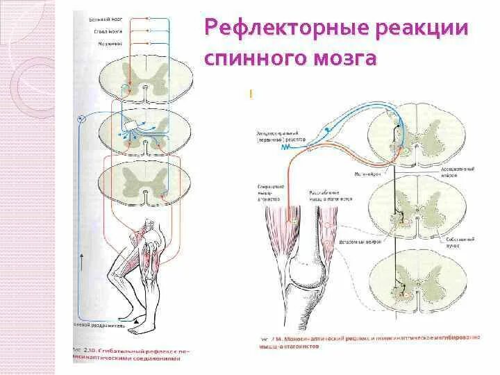 Выполняет рефлекторную и проводниковую функцию мозг. Спинной мозг рефлексы спинного мозга. Рефлекторная функция спинного мозга схема. Рефлекторная функция спинного мозга физиология. Функции и рефлексы спинного мозга.