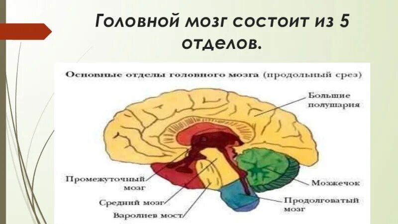 Головной мозг биология 8 класс. Головрй мозг сомтоит и. Головной мозг состоит из отделов. Головной мозг состоит из 5 отделов. Мозг 5 класс