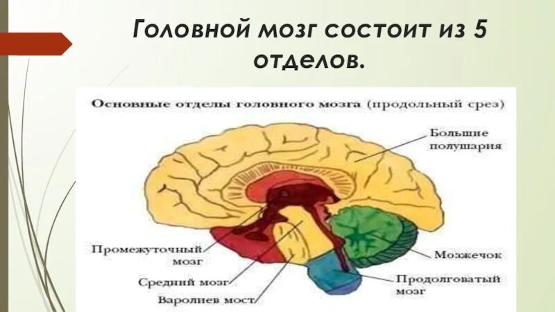 Мозг 5 класс. Головной мозг биология 8 класс. Головрй мозг сомтоит и. Головной мозг состоит из отделов. Головной мозг состоит из 5 отделов.