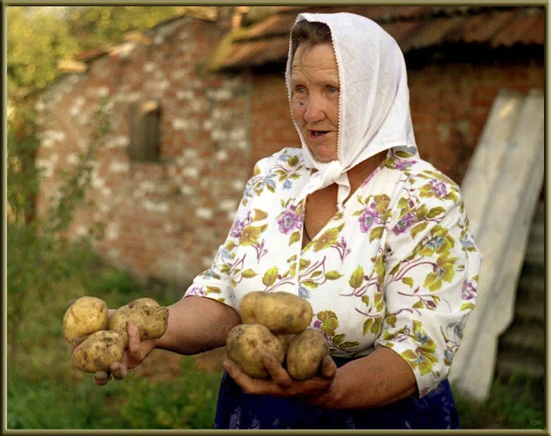 Большегрудая бабушка. Бабуля с картошкой. Бабушка продает картошку. Бабушка в деревне. Бабка в деревне.