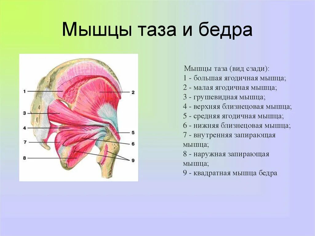 Мышцы таза вид сзади. Мышцы тазового пояса анатомия. Мышцы таза вид сзади анатомия. Мышцы тазового пояса внутренняя группа.