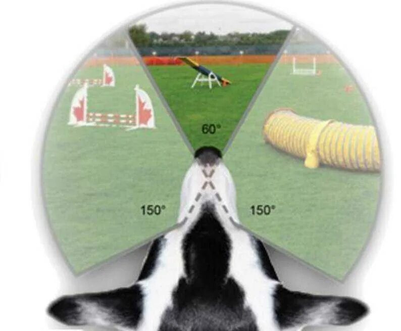 Ночное зрение у собак. Как видят собаки. Как видят мир собаки. Поле зрения собаки и человека. Боковое зрение животных.