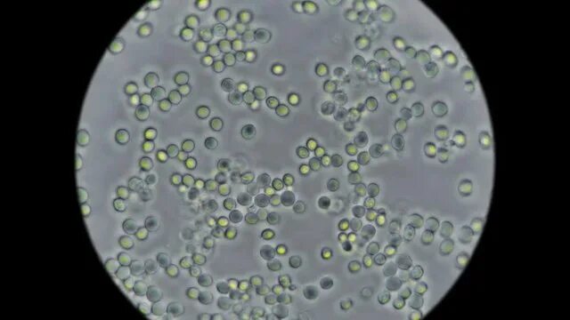 Как выглядит клетка гриба под микроскопом Kids Science Microscope Activity: Yeast Science for kids, Microscope activity, H