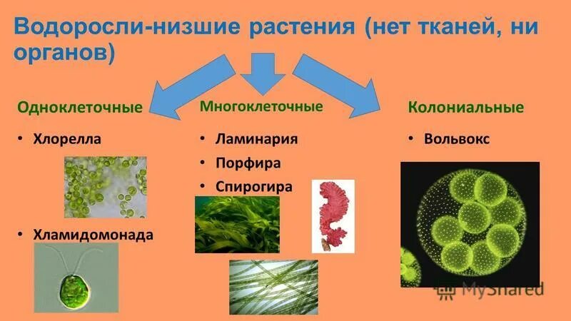 Колониальная одноклеточная водоросль. Растения одноклеточные колониальные и многоклеточные. Одноклеточные водоросли 5 класс биология. Одноклеточные водоросли вольвокс. Одноклеточные многоклеточные и колониальные.