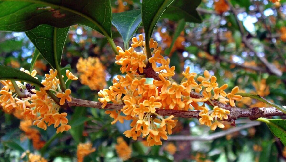 Османтус свойства. Османтус fragrans. османтус душистый. османтус цветок. османтус душистый оранжевый.