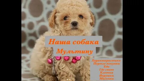 Включи купите песика