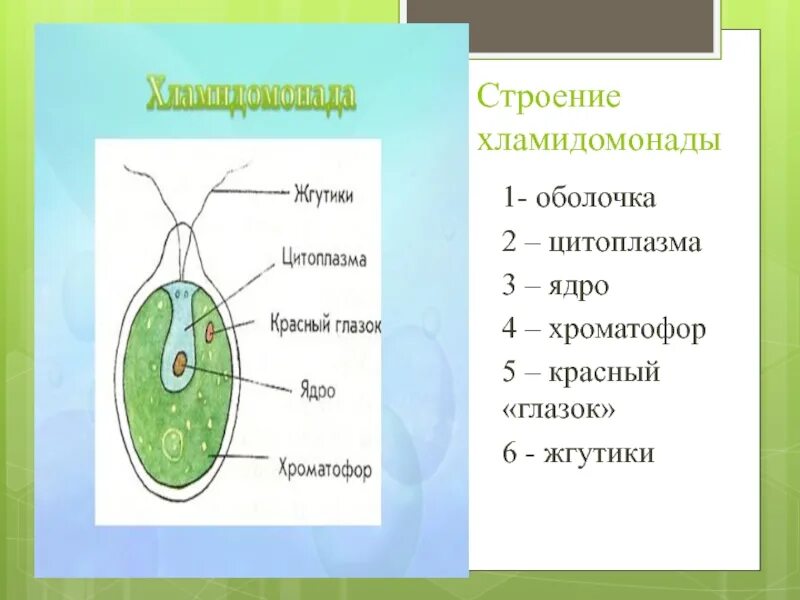 Глазок водоросли. Хламидомонада строение и функции. Строение водорослей 6 класс биология. Хламидомонада строение жгутика. Светочувствительный глазок у хламидомонады.