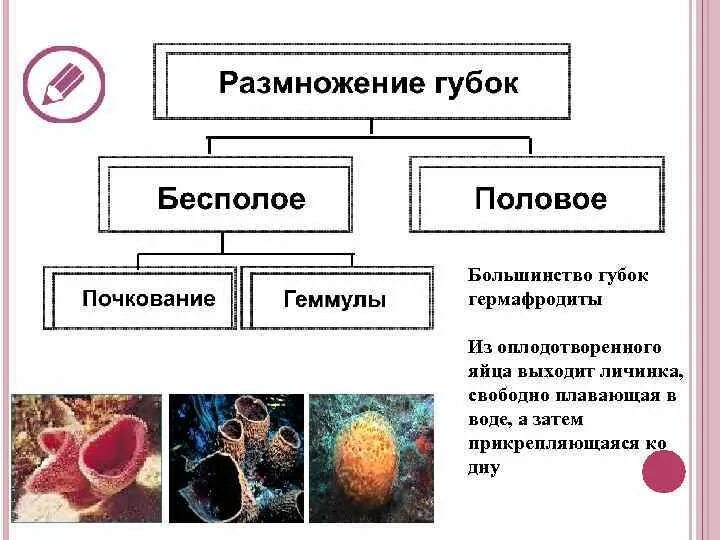 Классификация размножения. Классификация размножения