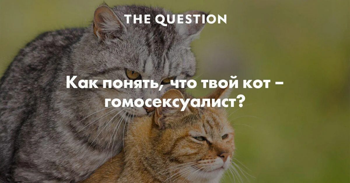 Время серьезных вопросов. Однополые коты. Гомосексуальные коты. Гомосексуализм с котиками. Бывают ли коты гомосеки.
