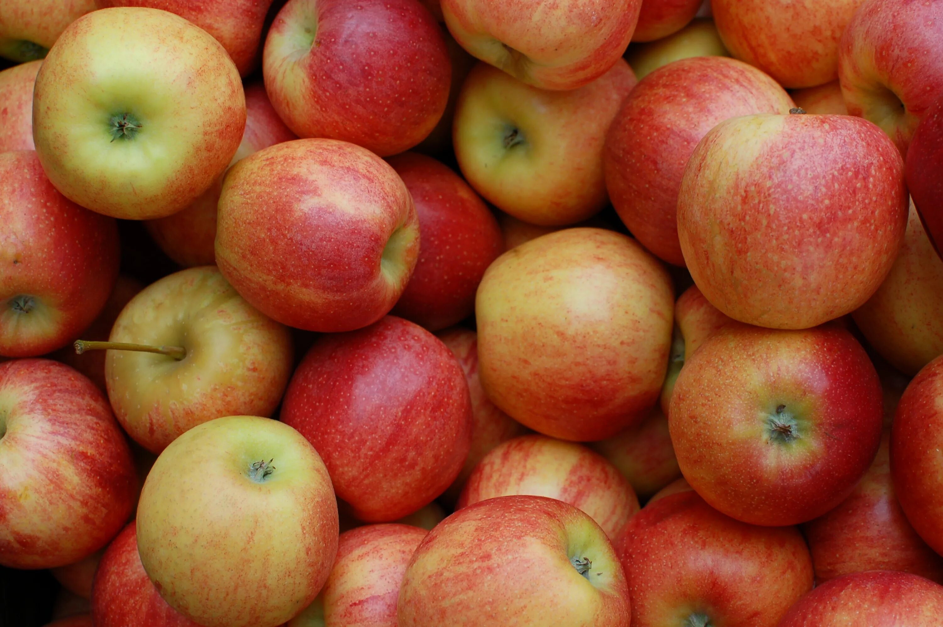 Many apples