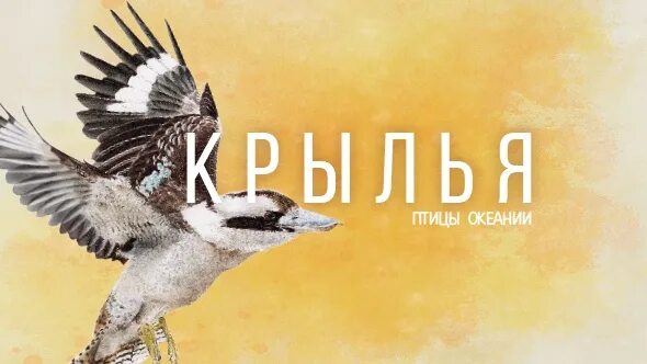 Игра крылья океания. Крылья птицы океании настольная игра. крылья. птицы океании. птицы океании. игра крылья дополнение птицы океании.