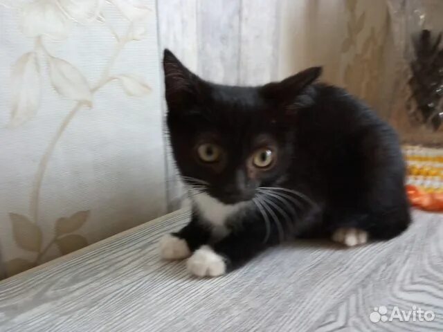 Авито череповец кошки. Авито череповец животные. Котята череповец. Котята череповец отдам даром. Авито череповец объявления животные кошки.