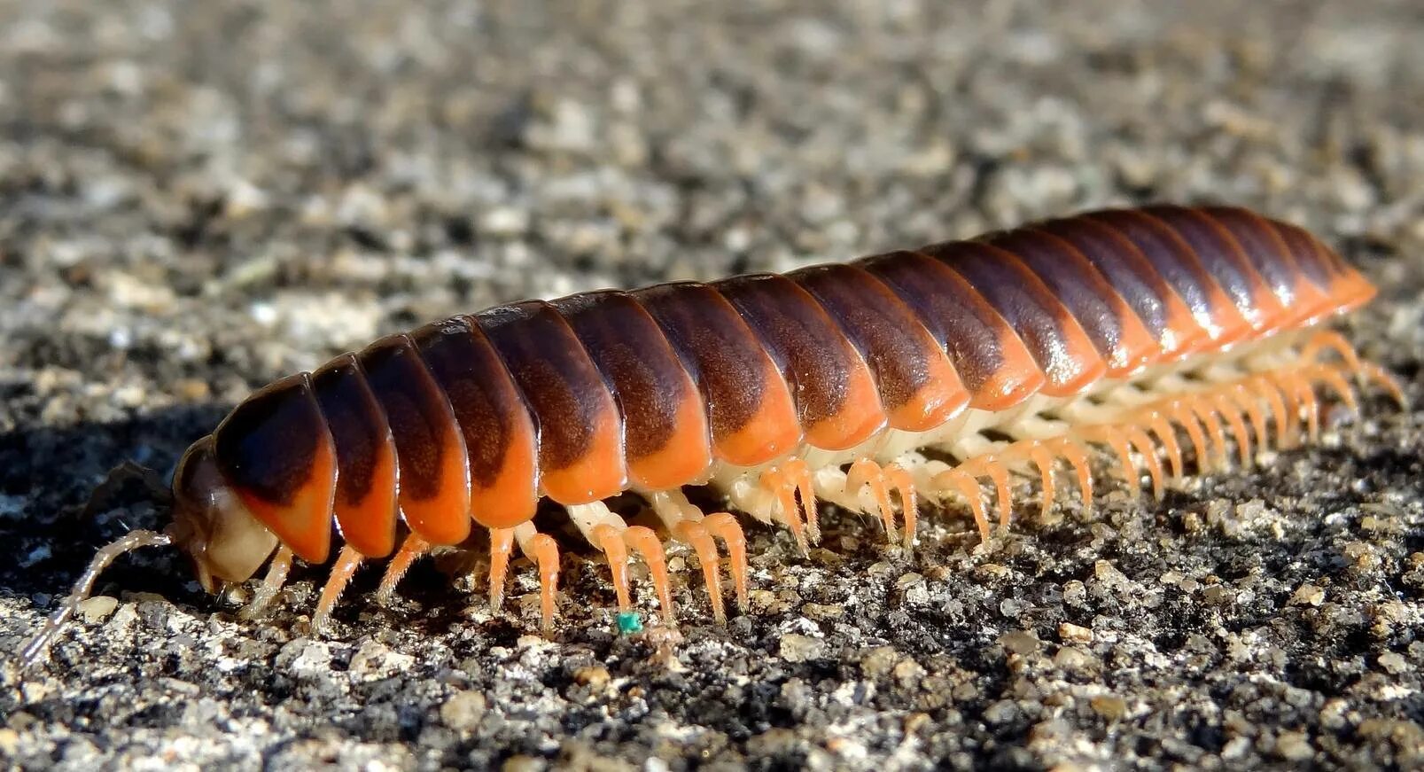 Сороконожка 1. Многоножка Millipede. Членистоногие многоножки. Членистоногие сколопендра. Мокрица сороконожка.