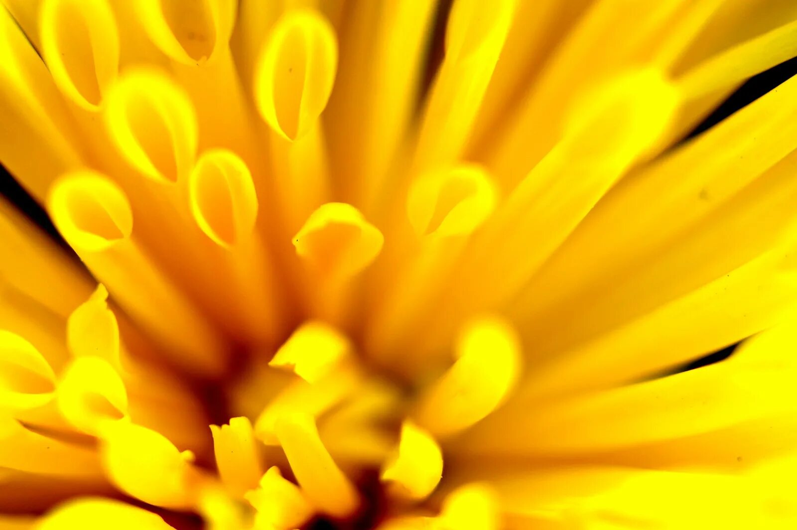 Желтенький лучше. Желтые цветы на сером фоне. Yellow better. Желтые розы. Эстетичный фон с желтыми цветами.