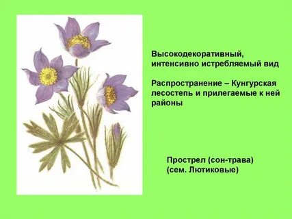 Растения пермского края занесенные в красную