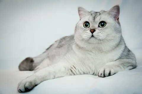 Голубая шиншилла кот