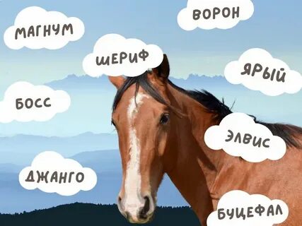 Клички для лошадей жеребцов красивые
