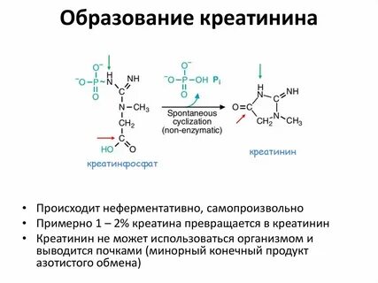 Процессы креатина