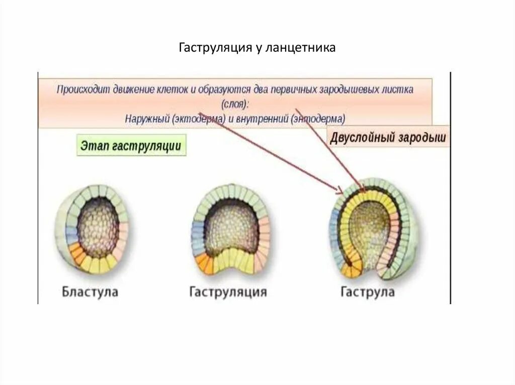 Какой зародышевый листок формируется на стадии. Яйцеклетка бластула гаструла ланцетника. Гаструляция зародыша ланцетника. Гаструляция 3 зародышевых листка. Зародыш ланцетника гаструляции эмбриона.