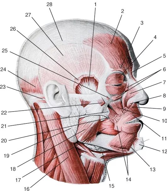 круговая мышца глаза (m. топография мышц головы. фасции мимических мышц лица. мимические мышцы фасции. мимические мышцы головы и шеи.