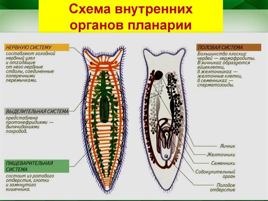 Какая часть белой планарии выполняет двигательную функцию. Тип плоские черви строение планарии. Выделительная система планарии. Тип нервной системы у планарии. Выделительная система белой планарии.