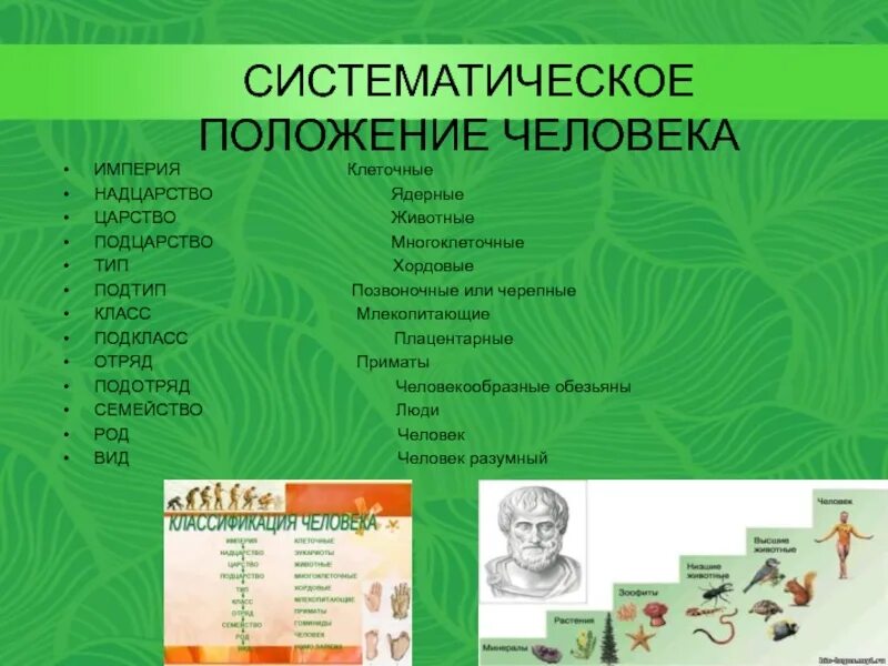 Тип класс подкласс. Человек империя царство подцарство. царство подцарство тип класс отряд человек. систематическое положение человека. человек царство тип подтип.