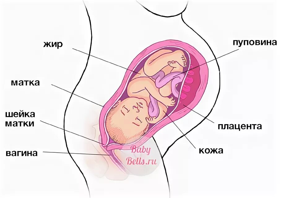 39 недель постоянно. Беременность на 39 неделе беременности. Расположение матки на 9 неделе беременности. Расположение ребенка на 39 неделе.