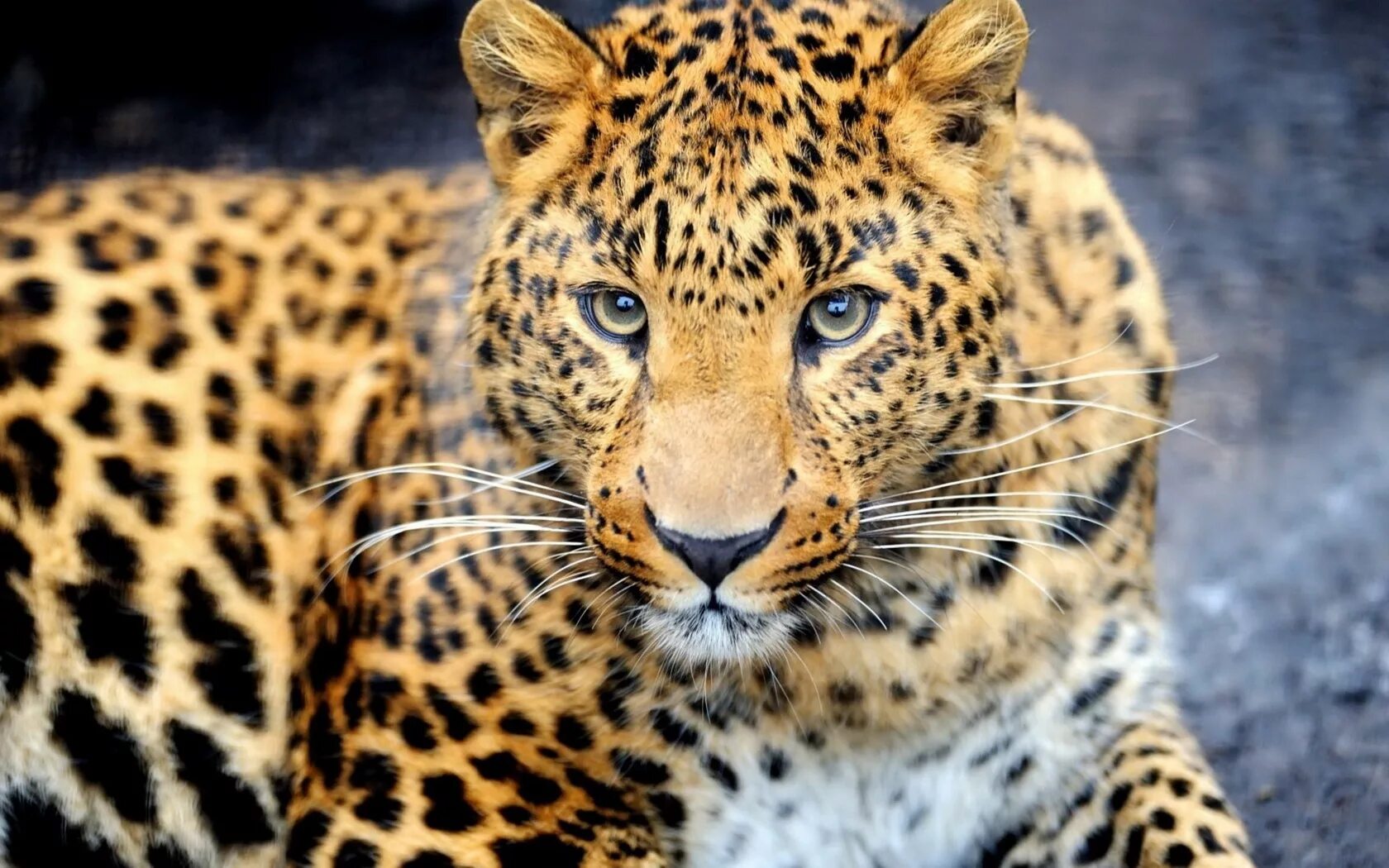 Дальневосточный леопард (Амурский леопард). Берберийский леопард. Леопард а4. Индокитайский леопард. Животное дж
