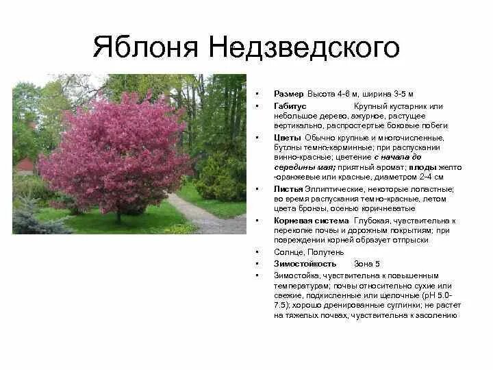 Декоративная яблоня недзвецкого: описание, фото, отзывы