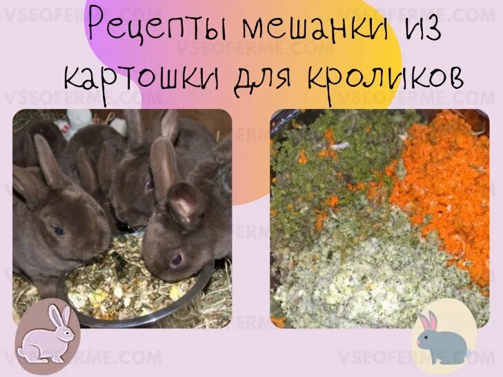 Можно кроликам картошку сырую. Кролик с картофелем. Картошка кроликам можно. Можно ли кроликам картошку вареную. Можно ли давать кроликам вареную картошку.