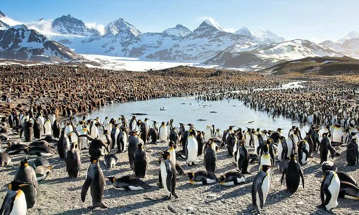 Остров пингвинов где находится Philip Island Penguin Parade Ticket Klook India