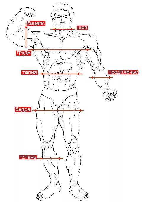 Таблица объема рук бицепс. Замеры мышц в бодибилдинге. Размер бицепса у мужчин таблица норма. Обхват бицепса у женщин норма таблица. Идеальные пропорции мужского тела по росту и весу таблица.