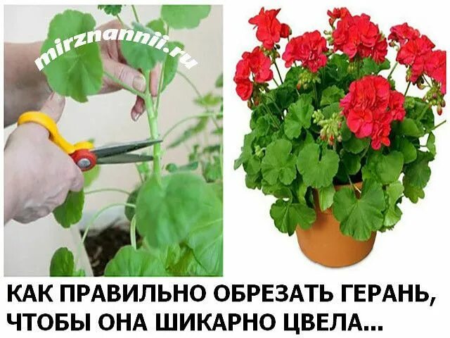 Как подрезать герань. Плющелистная пеларгония прищипка. герань прищипка для пышного цветения. формирование герани для цветения. прищеплять герань.