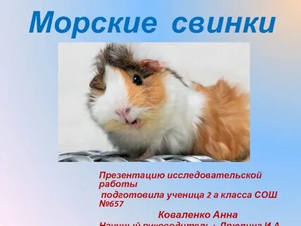 Текст морская свинка