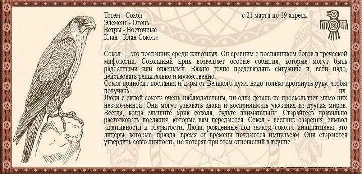 Тотем по дате рождения рассчитать. Тотемное животное сокол. орёл тотемное животное характеристика. тотемное животное сокол характеристика. тотемные животные знаки зодиака.