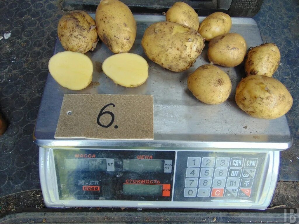 Картофель Краса: описание сорта, фото, отзывы