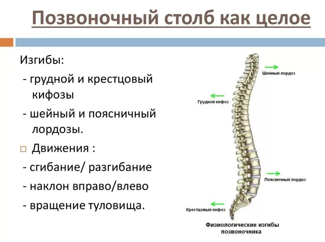 Позвоночный столб его отделы изгибы и функции. Позвоночный столб анатомия строение. Позвоночный столб в целом: строение, формирование изгибов. Позвоночный столб это что изгибы функции строение. Изгибы позвоночника формируются