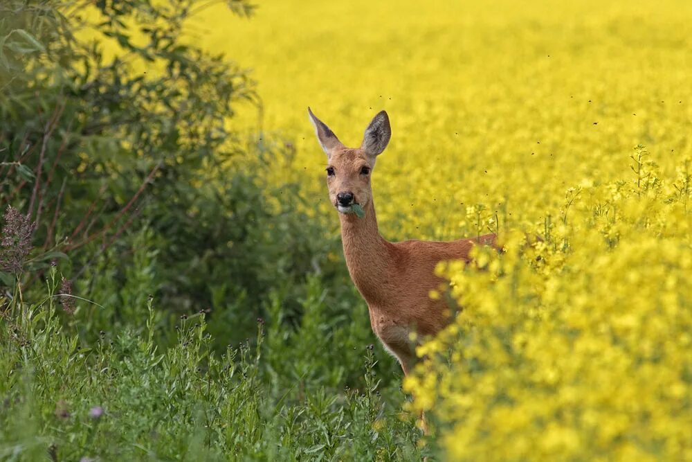 олонецкий зоологический заказник. заказники курганской области. зоологический заповедник что это. крестовские болота кузнецкий алатау. река в тайге.