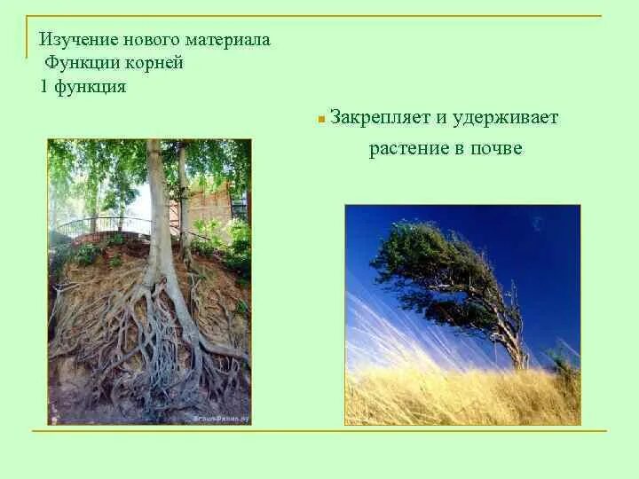 Закрепление корня в почве. Закрепление корнем в почве. закрепляет растение в почве. что удерживает растение в почве.. функция корнеплода закрепление растения в почве.