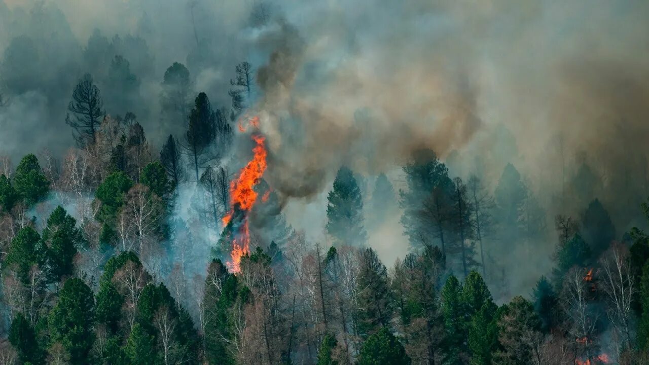 Почему горит россия. Пожар в лесу Алтайский край. Лесные пожары в Республике Алтай. Пожар 2003 год Сибирская Тайга. Пожар в лесу в 2022 году в Якутии.