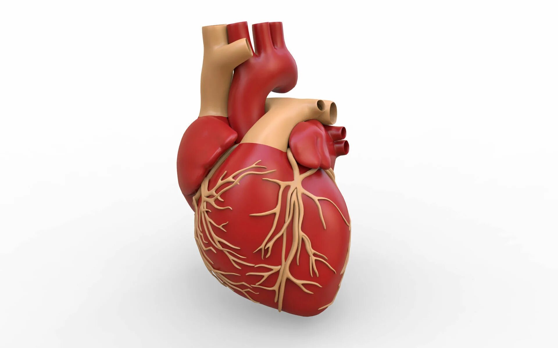 Heart science