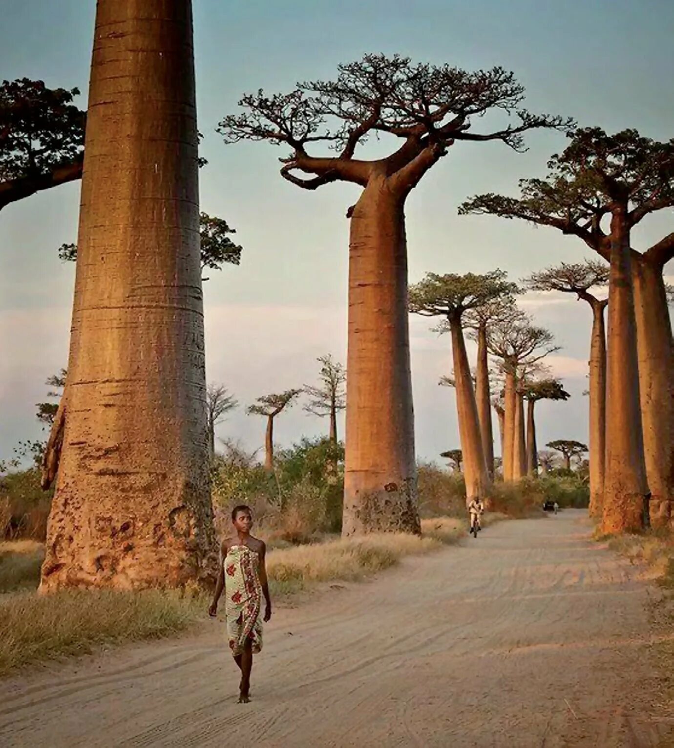 See africa. Остров Мадагаскар аллея баобабов. Долина баобабов Мадагаскар. Аллея баобабов в Африке. Мадагаскар деревья баобабы.