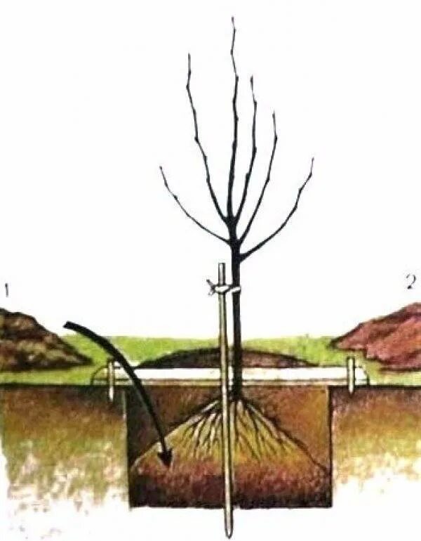 Как сажать яблоню весной. Посадка яблони близко грунтовые воды. Посадка яблони 2леькт. Посадка яблони весной. Как посадить яблоню.