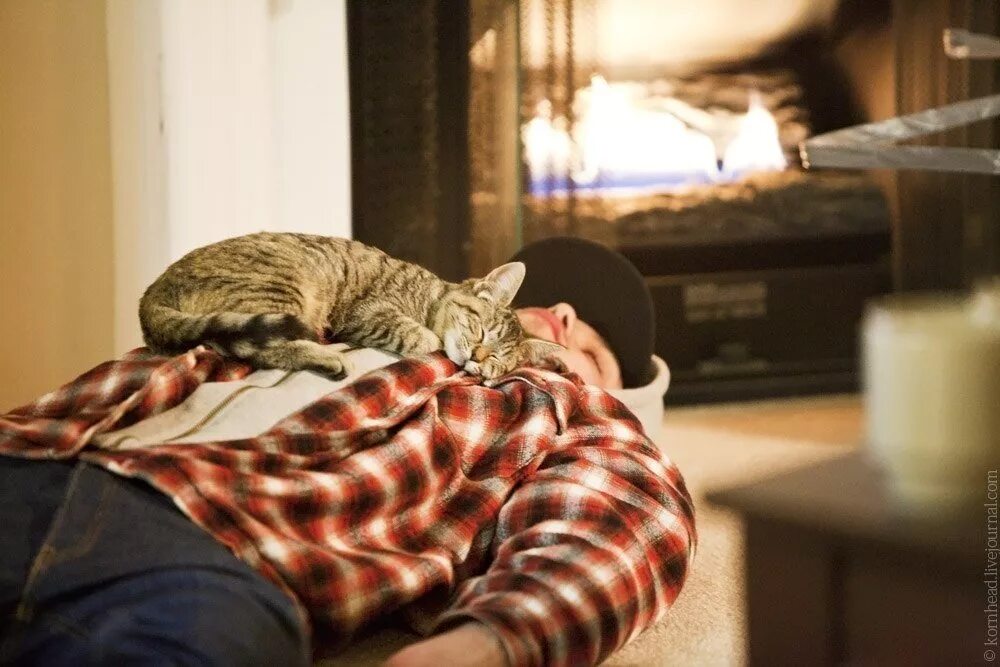 Котик в кровати. Кошка разлеглась на всю кровать с человеком. Кошка топчется. Кошки садятся на живот примета. Кот в командировке.