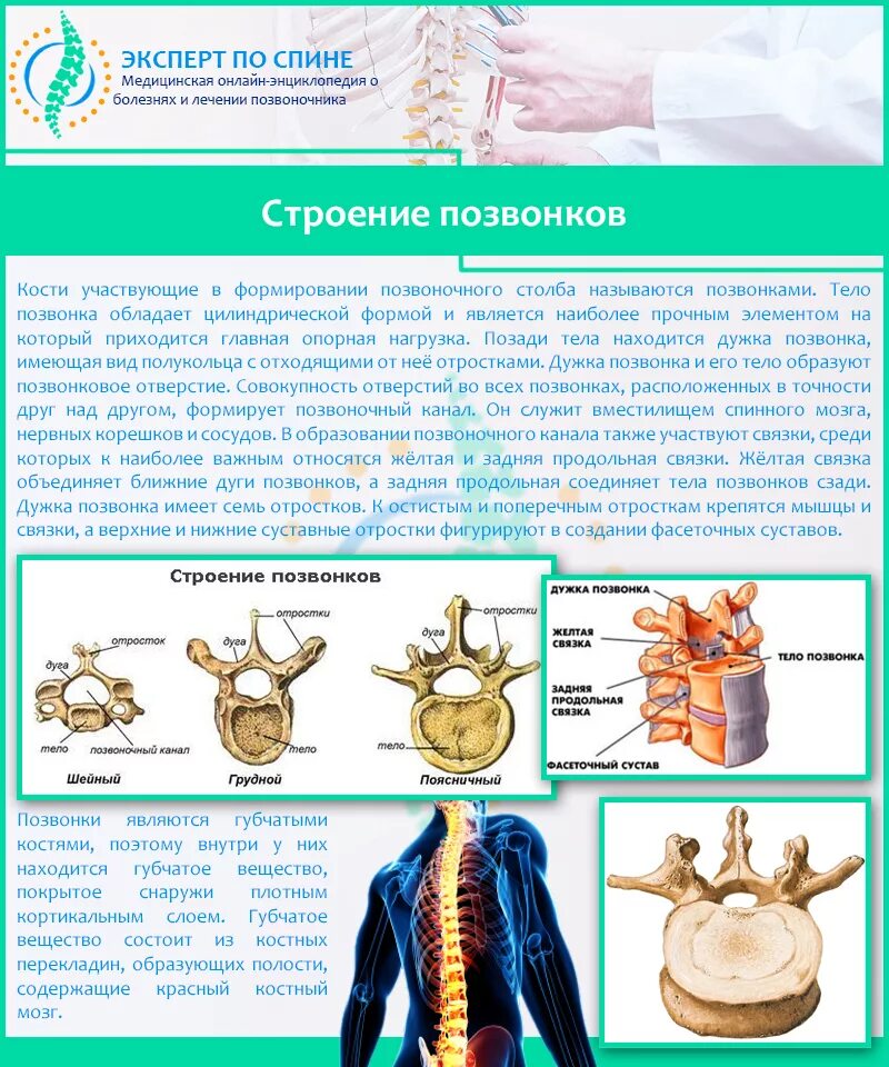 Строение позвоночника. Строение поясничного отдела позвоночника. Компрессионный перелом позвоночника поясничного отдела. Перелом поясничного позвонка.